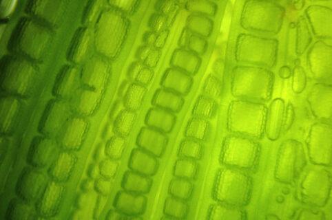 Optimiser des systèmes de filtration dans un process d’extraction de molécules actives