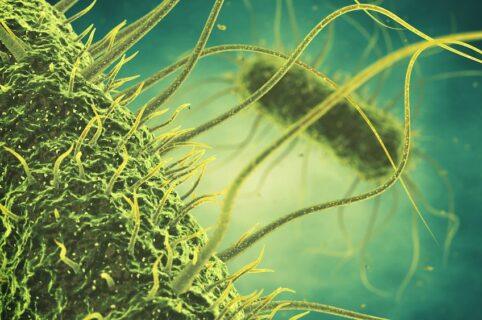 Rétention des endotoxines grâce aux filtres à fibres creuses