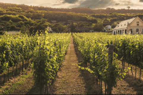 L&rsquo;eau ozonée dans le secteur vinicole : les clés de la filtration pour optimiser vos procédés