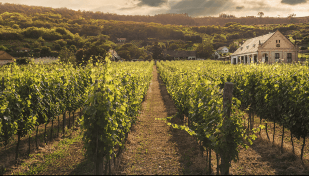L&rsquo;eau ozonée dans le secteur vinicole : les clés de la filtration pour optimiser vos procédés