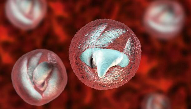 Filtration des agents pathogènes : le cas de Cryptosporidium